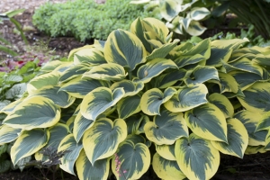 First Frost, Hosta